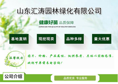 汇涛 白皮松小苗 现挖现卖 品质好 白皮松种植技术高 好管理 白皮松基地直销