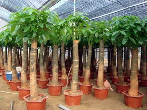 三亚园林猫 园林景观中的土石方工程施工探析