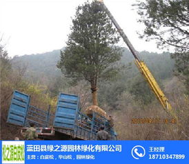 松之源蓝田白皮松基地 园林绿化工程的优选之材