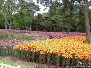 园林绿化工程设计与施工全流程参考