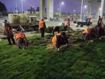 绿化施工 园林园艺的全面指南