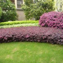 道法自然丨景观设计中花灌木的种植要求与土石方工程施工