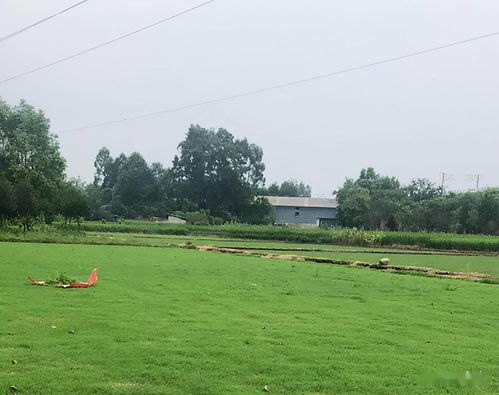 园林绿化中草坪的施工方案