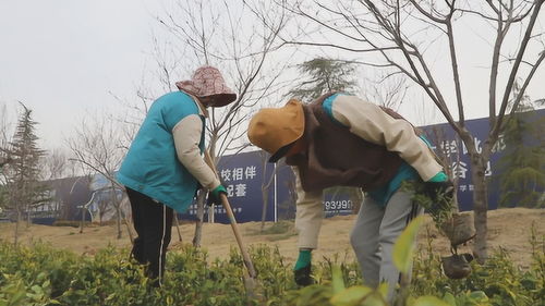 菏泽 牡丹区园林处抢抓绿化黄金季,5个绿化提升工程同时开工